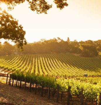 Quels sont les 3 domaines français du top 10 des destinations œnotouristiques ?