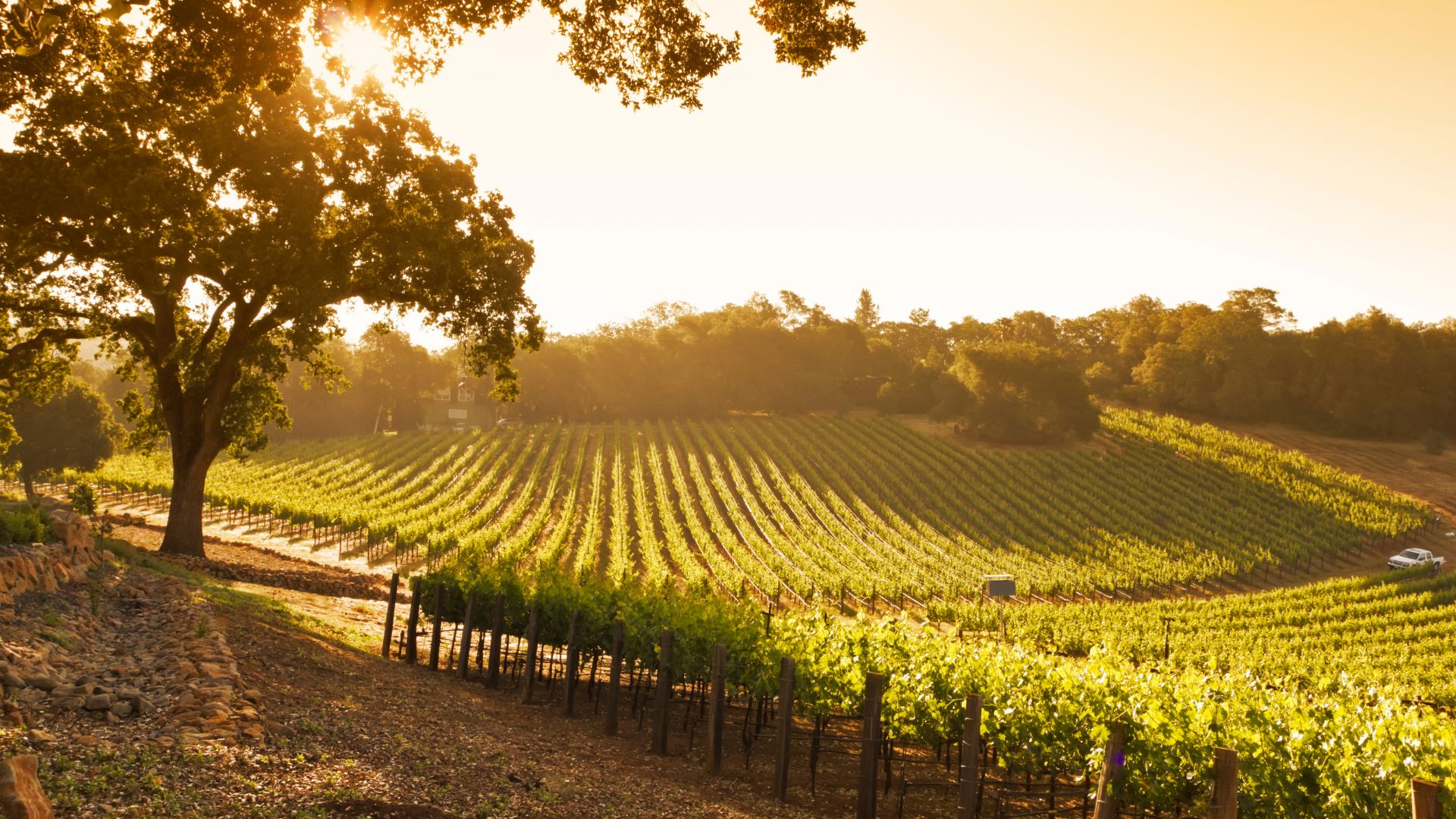 Découvrez les trois domaines français classés dans le Top 10 mondial de l’œnotourisme et pourquoi ils se démarquent par leur expérience et leur excellence.